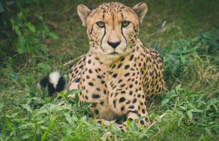 Concerns For Cheetahs