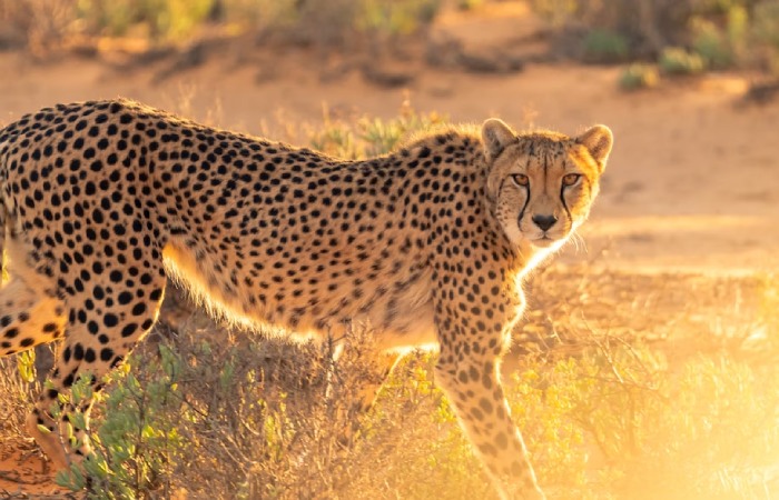 What Makes Cheetahs Magnificent